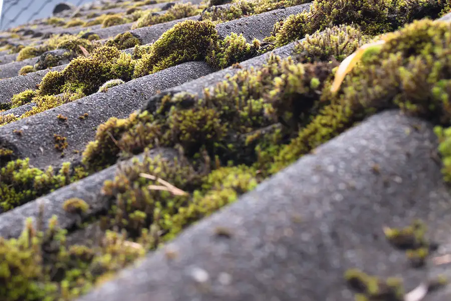 Heavy moss growth on asphalt roof shingles in Bellevue showing moisture retention and organic buildup